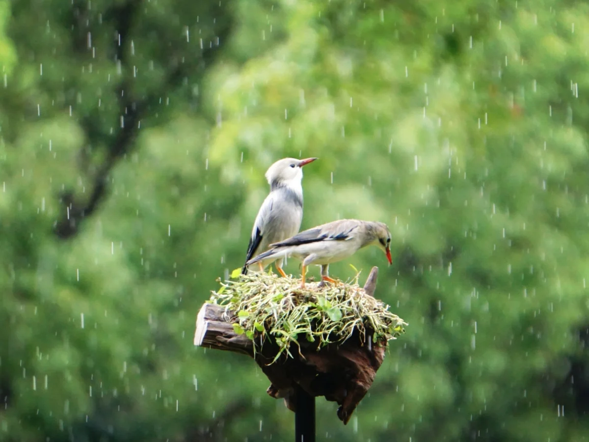 雨中闲客