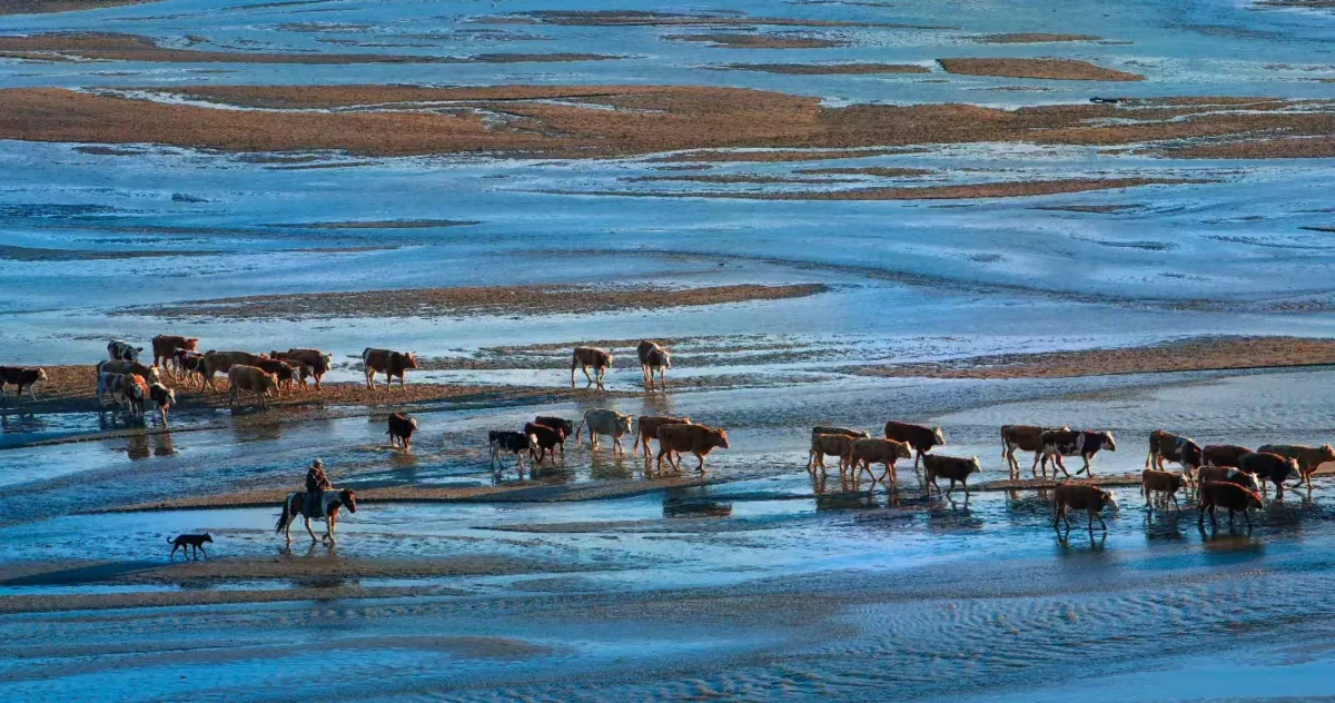群牛与牧人的滩涂归期