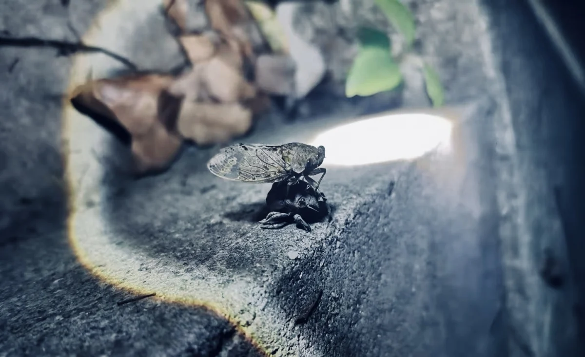 看见:石沿光斑里的金蝉 “换衣秀”