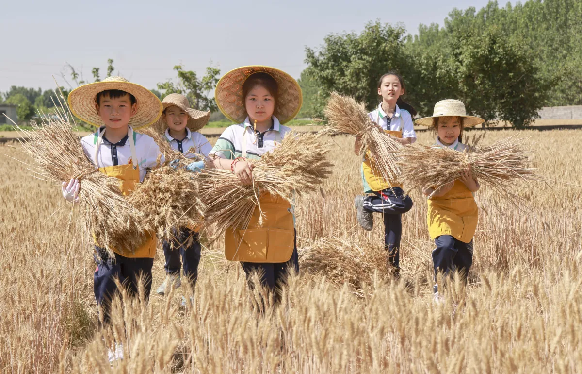 《麦田里的 “金穗成长课”》