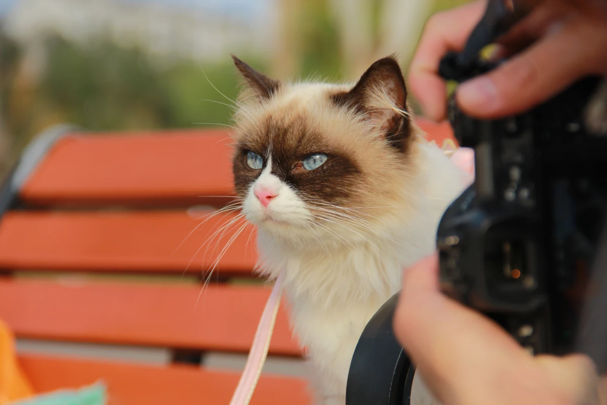 镜头下的“傲娇脸”